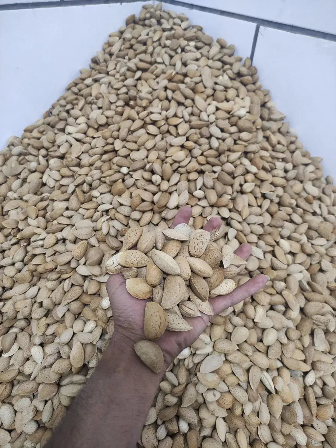 فروش خرید بادام و گردو|خوردنی و آشامیدنی|زاینده رود, |دیوار