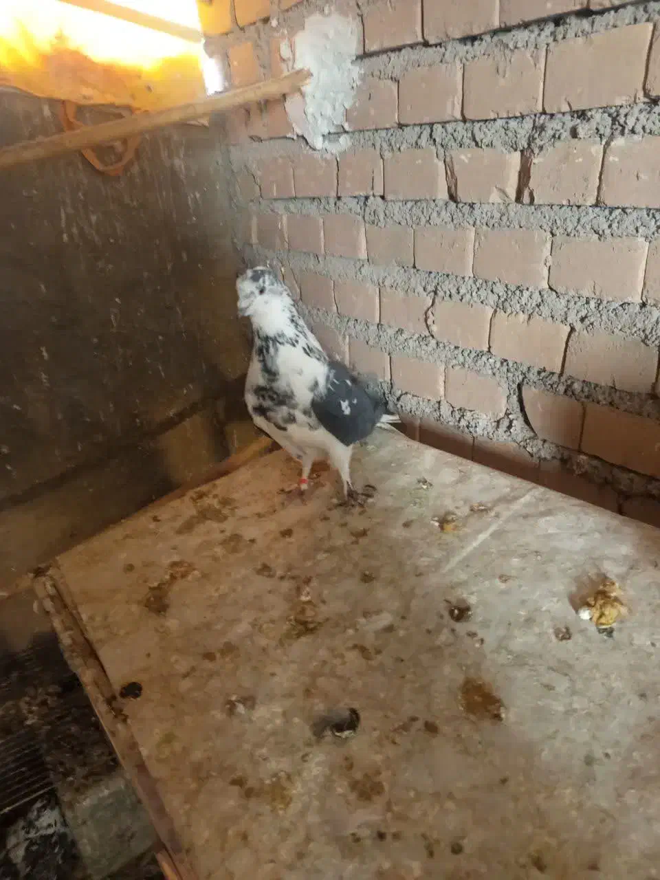 کفتر|پرنده|فولادشهر, فولادشهر|دیوار