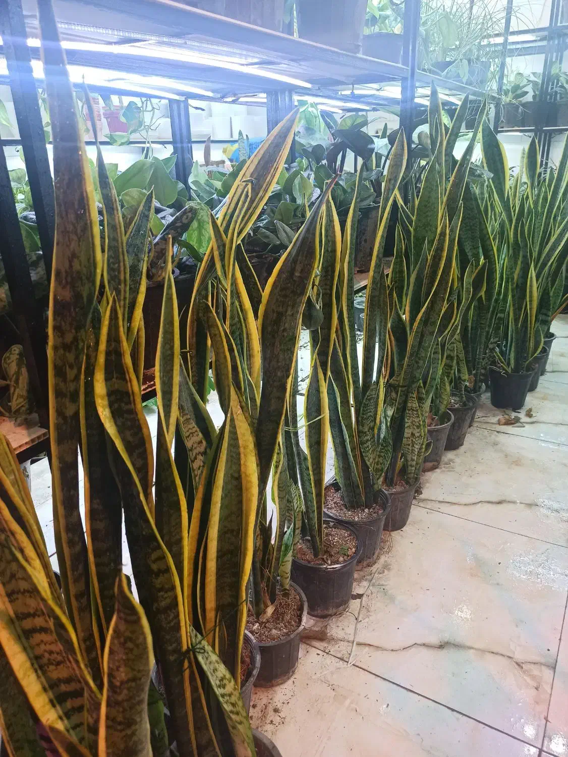 سانسوریا شمشیری سبز و ابلق و کراواتی|گل و گیاه طبیعی|بندر ماهشهر, |دیوار