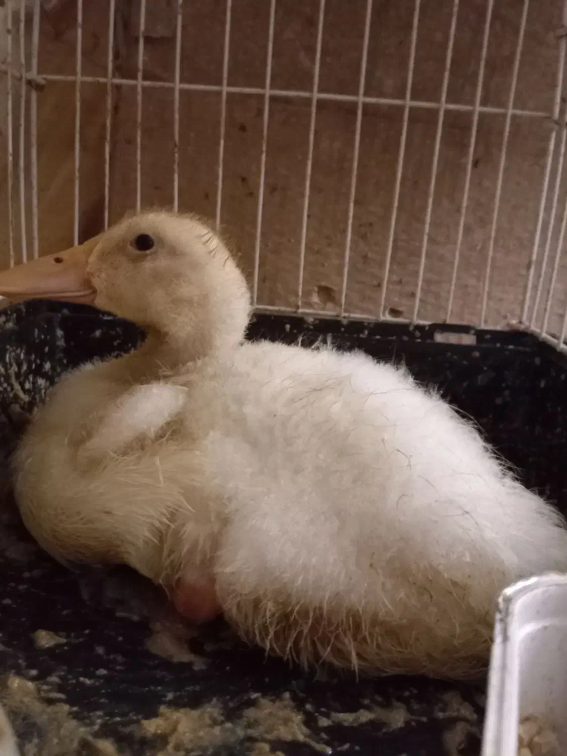 اردک|حیوانات مزرعه|تهران, شیوا|دیوار