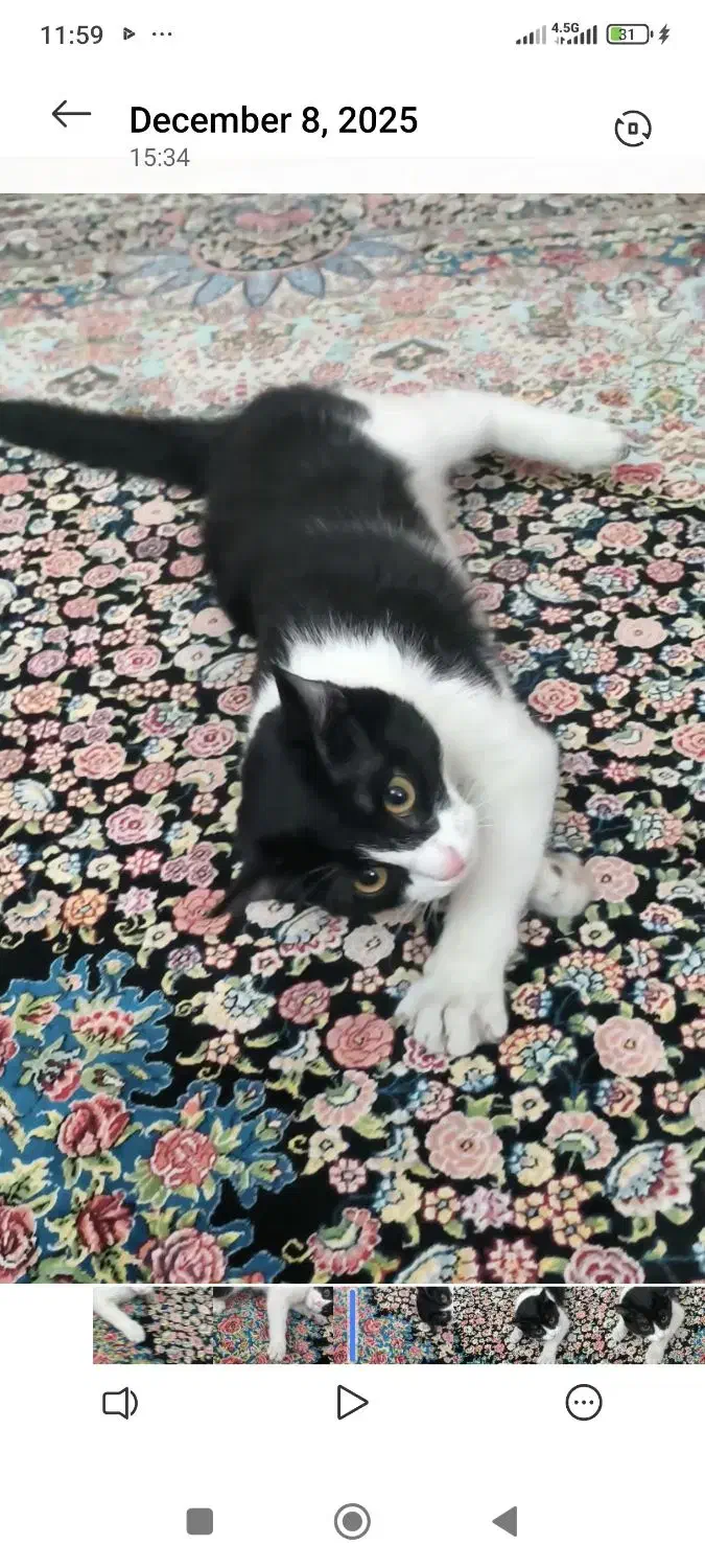 گربه گمشده|حیوانات|اسلامشهر, شهرک واوان|دیوار