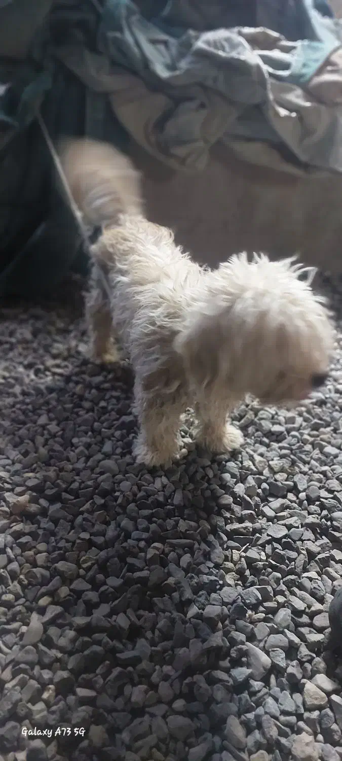 شیتزو نر ماده|سگ|قم, نوبهار|دیوار