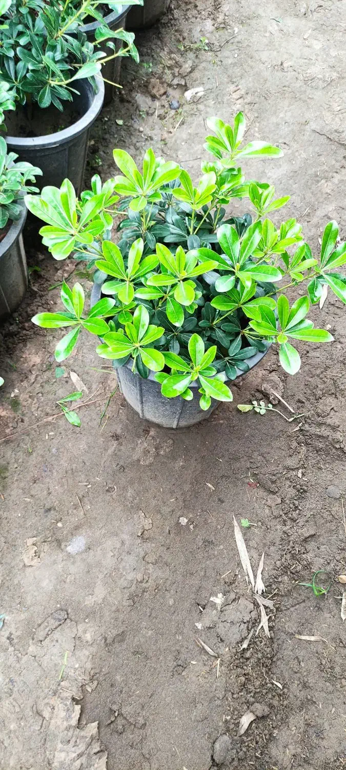 پیتسپروم،فوتونیا،یاس هلندی،لاوسون|گل و گیاه طبیعی|کلاچای, |دیوار