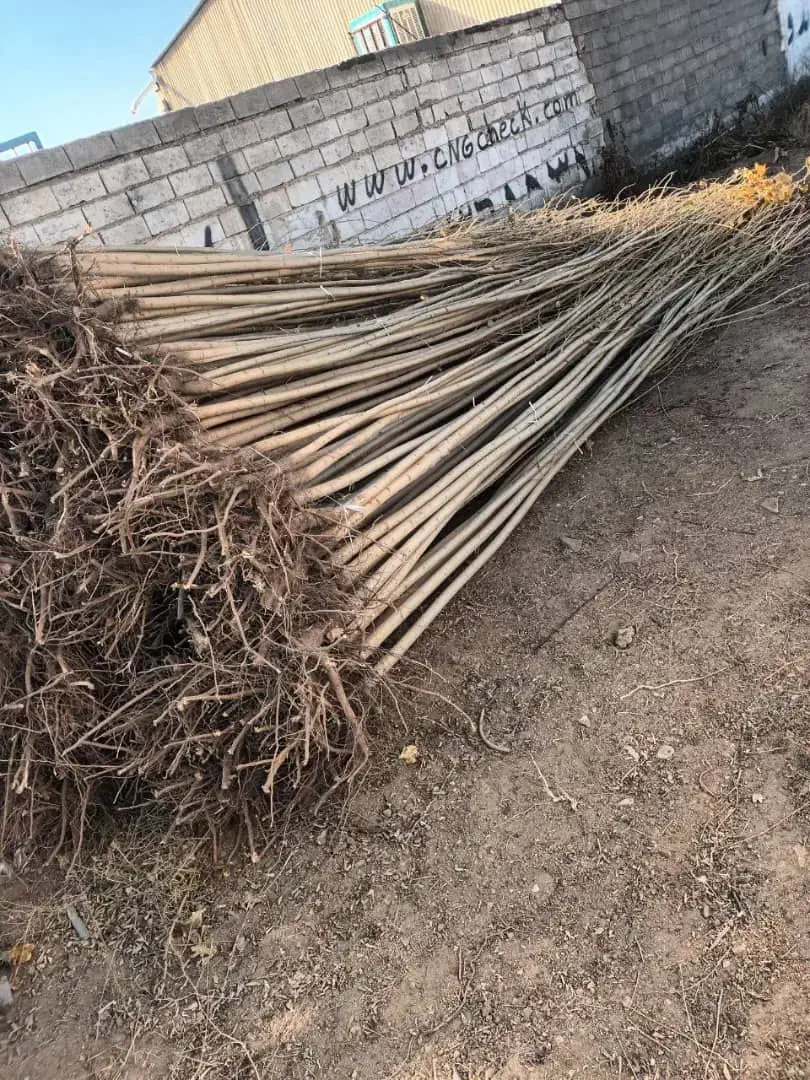 نهال صنوبر نیگرایارانه ای ۳ متری فقط ۱۵ هزار|گل و گیاه طبیعی|رشت, پارک شهر|دیوار