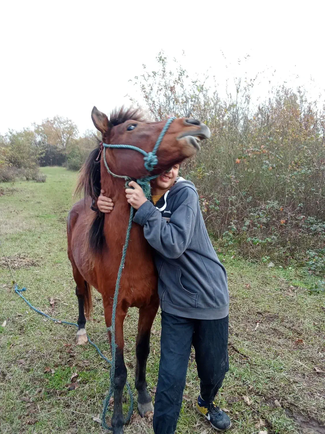 اسب خزر بازی گوش|حیوانات مزرعه|کومله, |دیوار