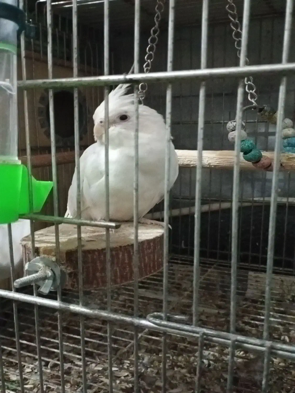 پرنده سرای طلایی|پرنده|رشت, آب و برق|دیوار