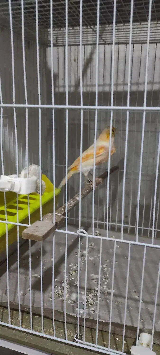 قناری|پرنده|مشهد, شهید قربانی|دیوار