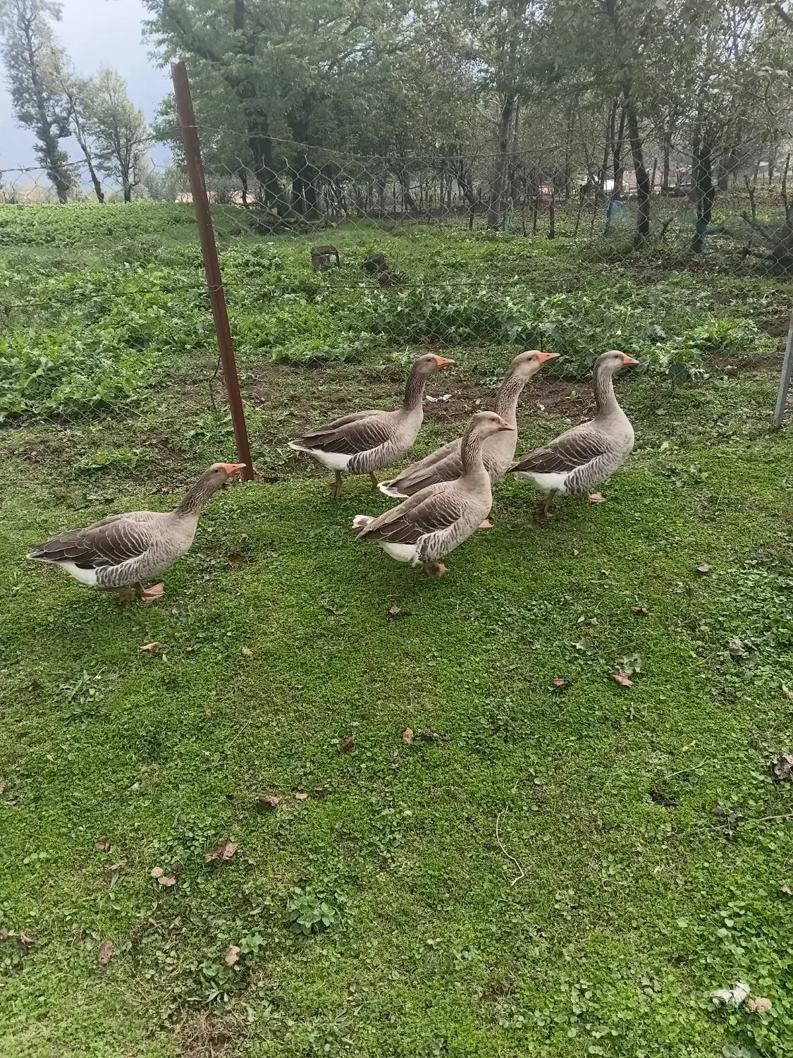 غاز|حیوانات مزرعه|تالش, تالش|دیوار