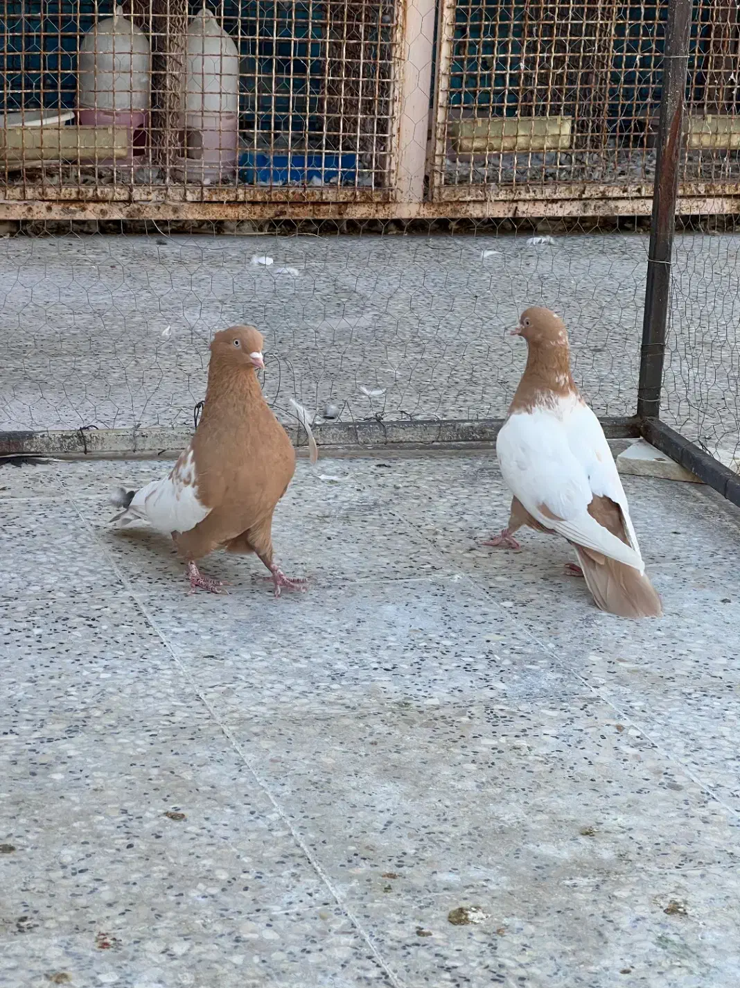 سینه زرد جفتی|پرنده|شیراز, تندگویان|دیوار