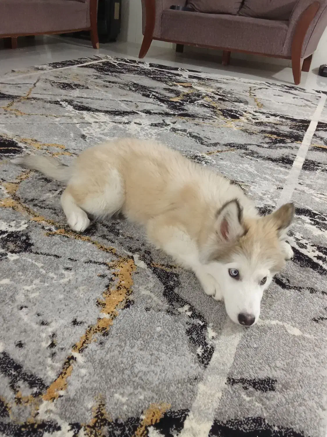 سگ هاسکی|سگ|تهران, هاشمآباد|دیوار