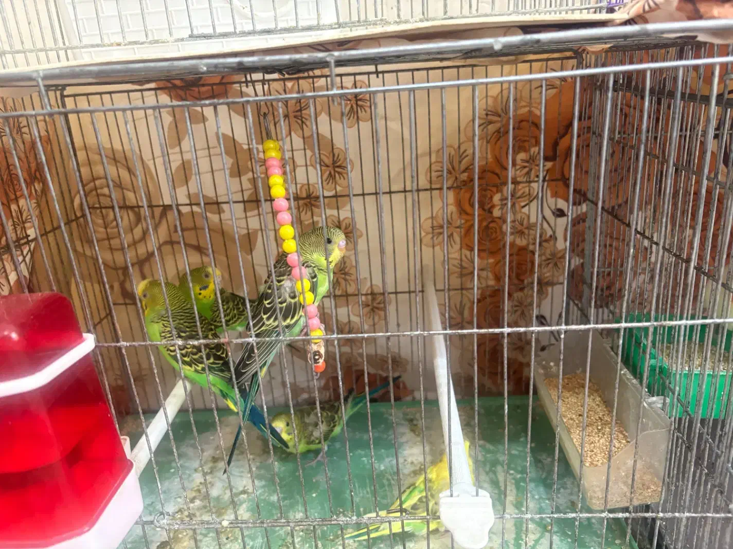 پرنده|پرنده|آبدانان, |دیوار