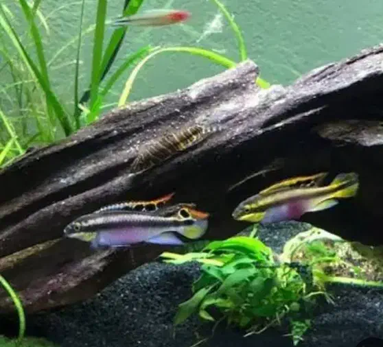 سیچیلاید کربنسیس نر|ماهی|ملایر, |دیوار