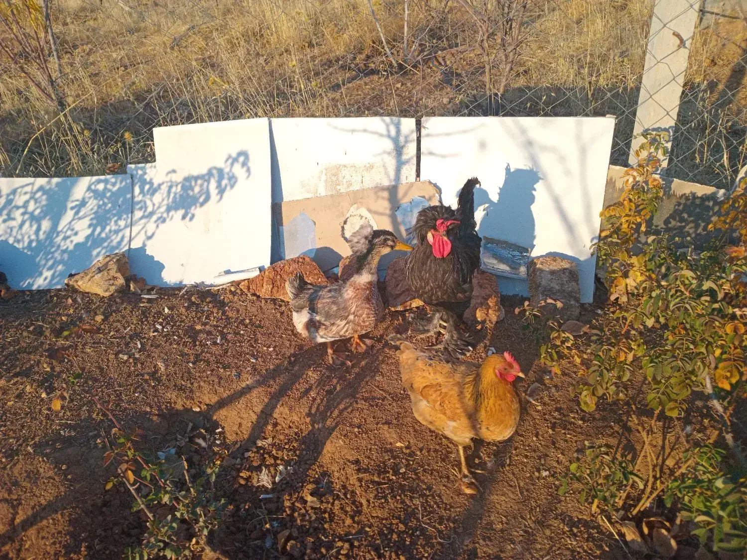 خروس سلطان ومرغ کردی واردک جوان|حیوانات مزرعه|روانسر, |دیوار