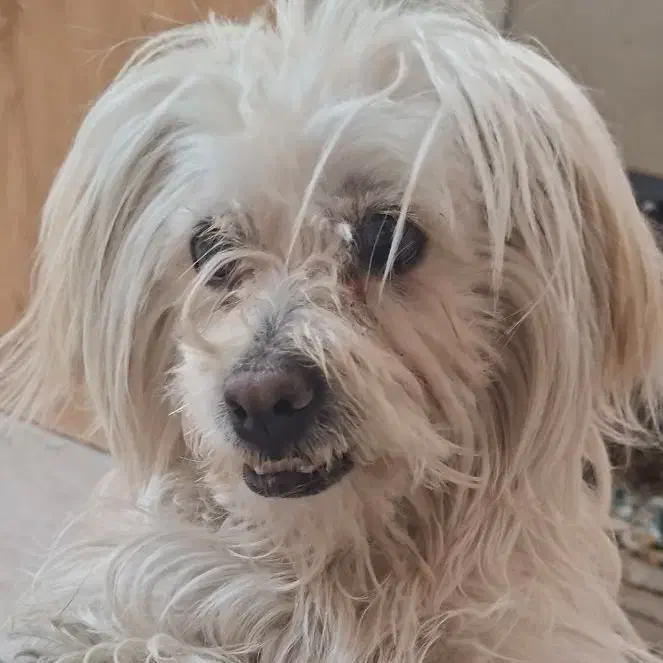 سگ شیتزو تریر|سگ|شیراز, شاهچراغ|دیوار