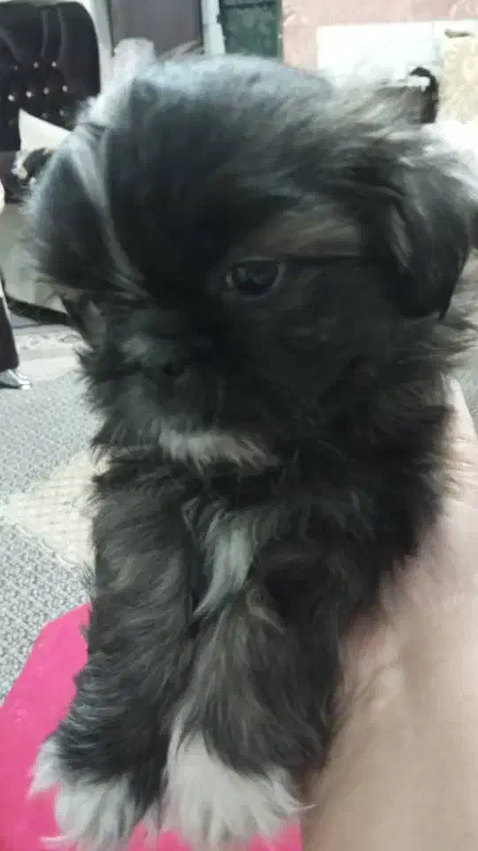 توله شیتزو فلت مینیاتوری اصل|سگ|پرند, فاز ۲|دیوار