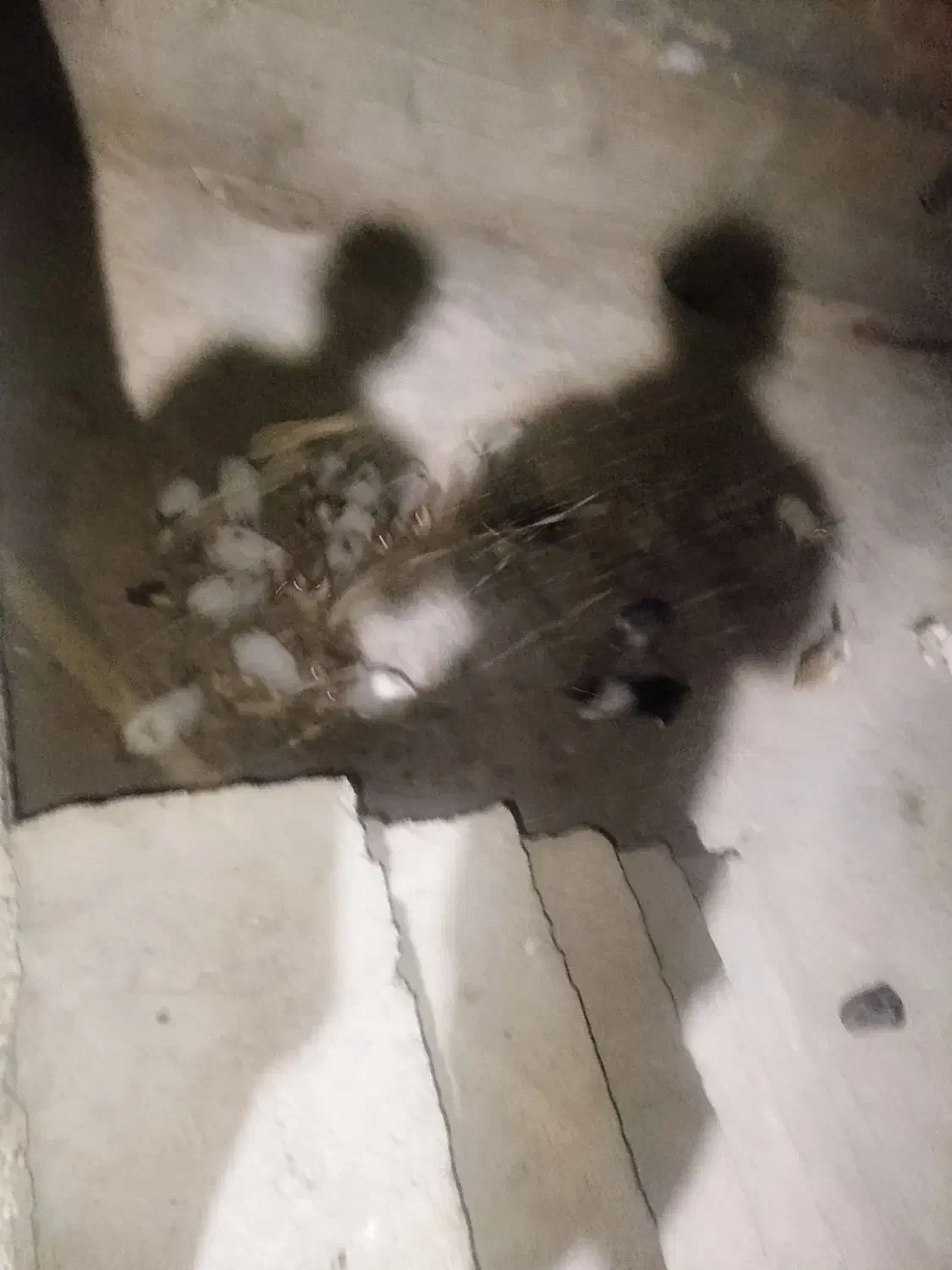 خرگوش|موش و خرگوش|یاسوج, |دیوار