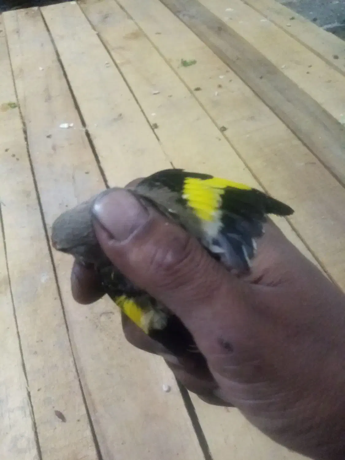 سهره معاوضه یافروشی|پرنده|مشهد, نظام دوست|دیوار