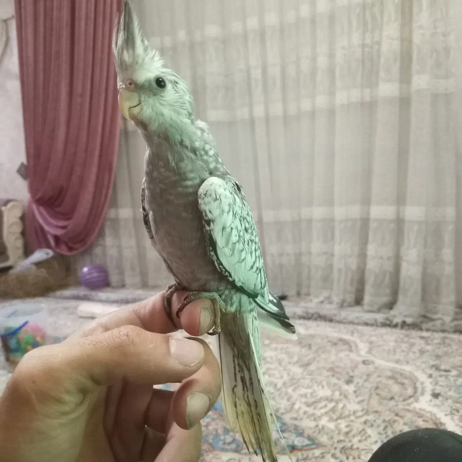 جوجه عروس ایزابل|پرنده|هشتگرد, فاز ۳ مهستان|دیوار