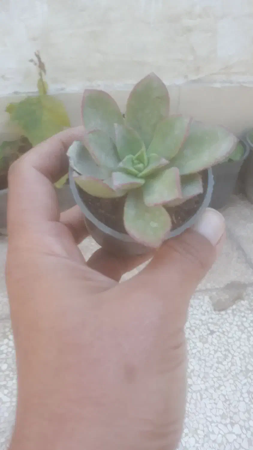 ساکولنت کلی جزئی|گل و گیاه طبیعی|گنبد کاووس, |دیوار