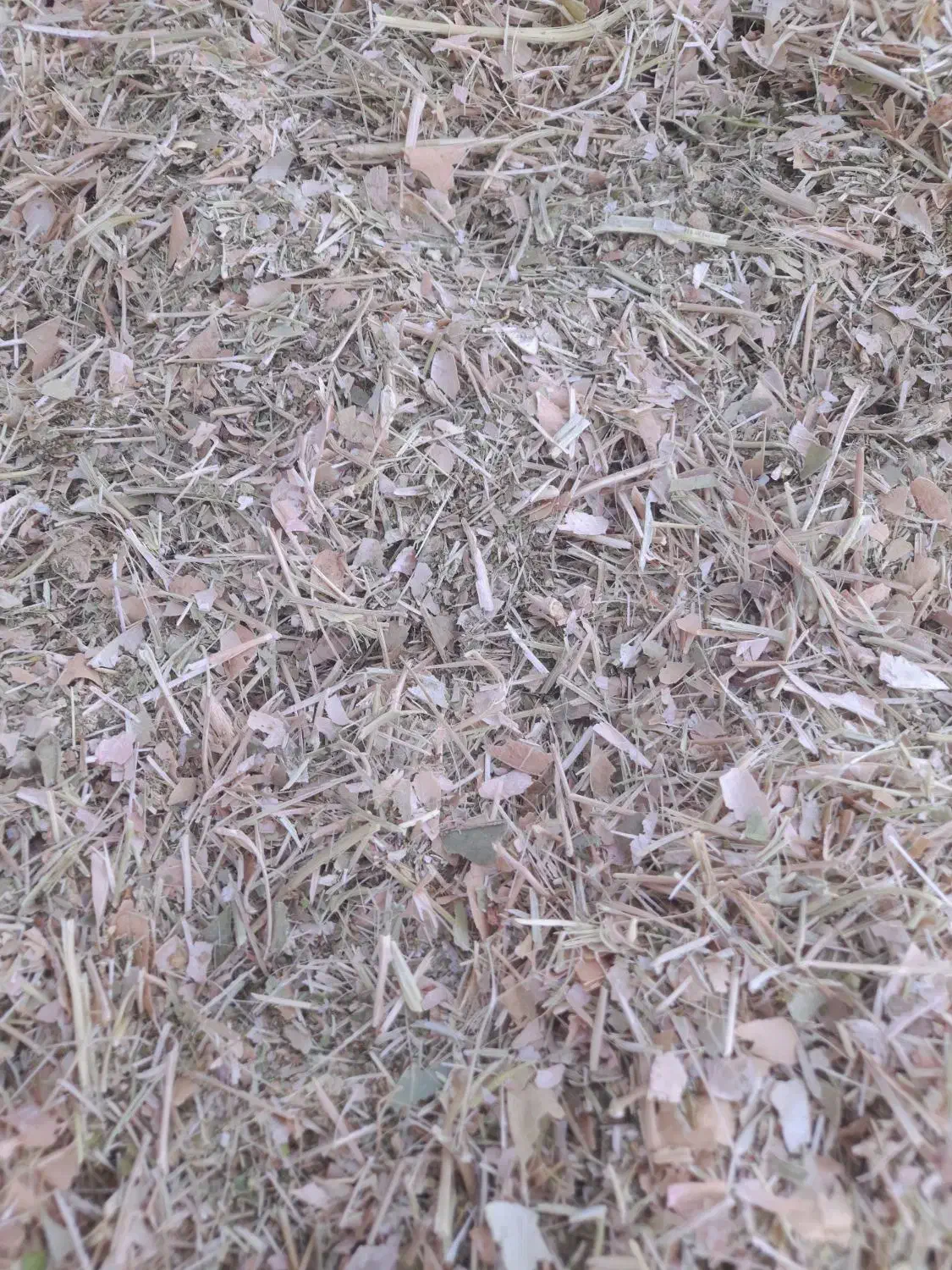 خرید فروش کاه لوبیا|عمدهفروشی|قیدار, |دیوار