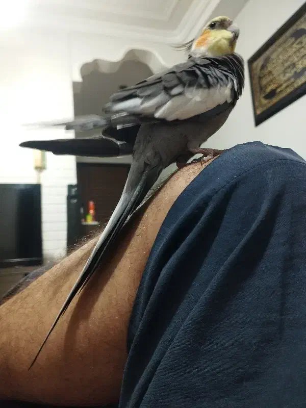 عروس هلندی سخنگو|پرنده|بندرعباس, |دیوار