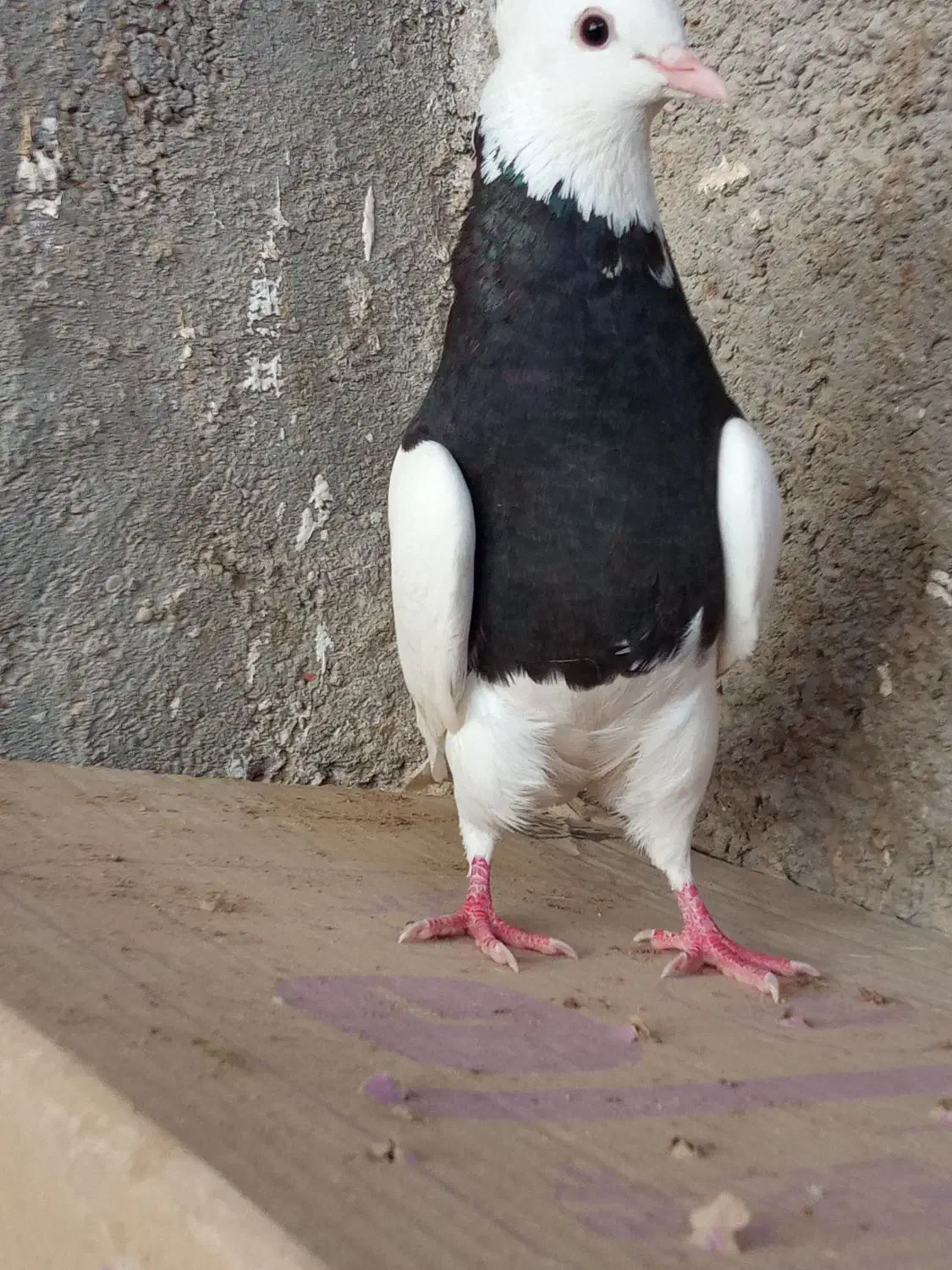 طوقی سیاه ماده تنظیم ۴۵۰|پرنده|خورموج, |دیوار