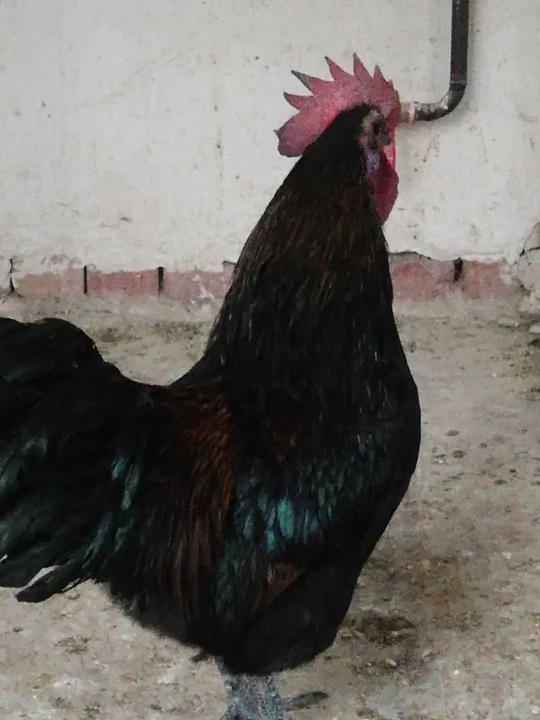 مرغ وخروس لاکندزی و ...|حیوانات مزرعه|شیراز, غدیر شمالی|دیوار