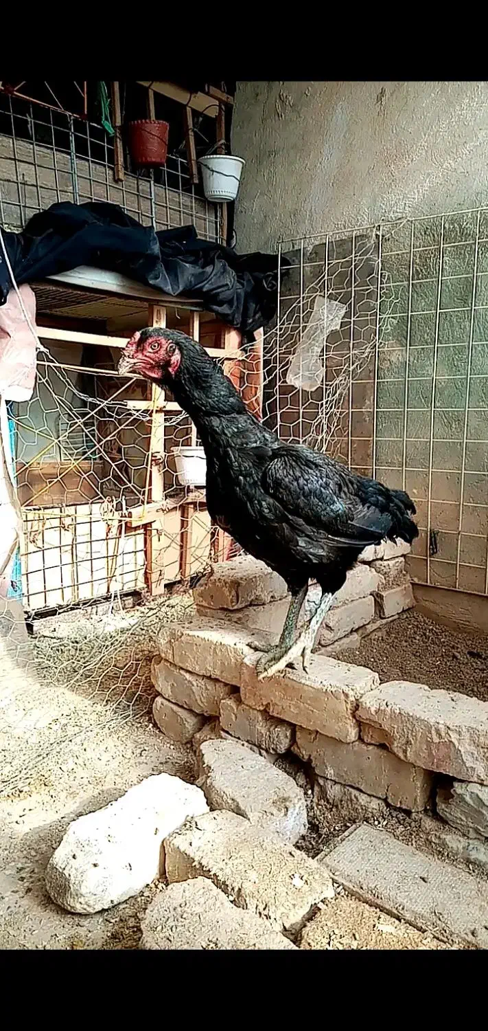 مرغ لاری|حیوانات مزرعه|شیراز, کوشک میدان|دیوار