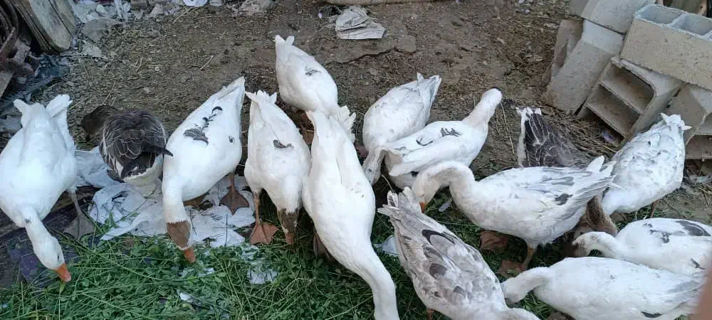 غاز|حیوانات مزرعه|نقده, |دیوار