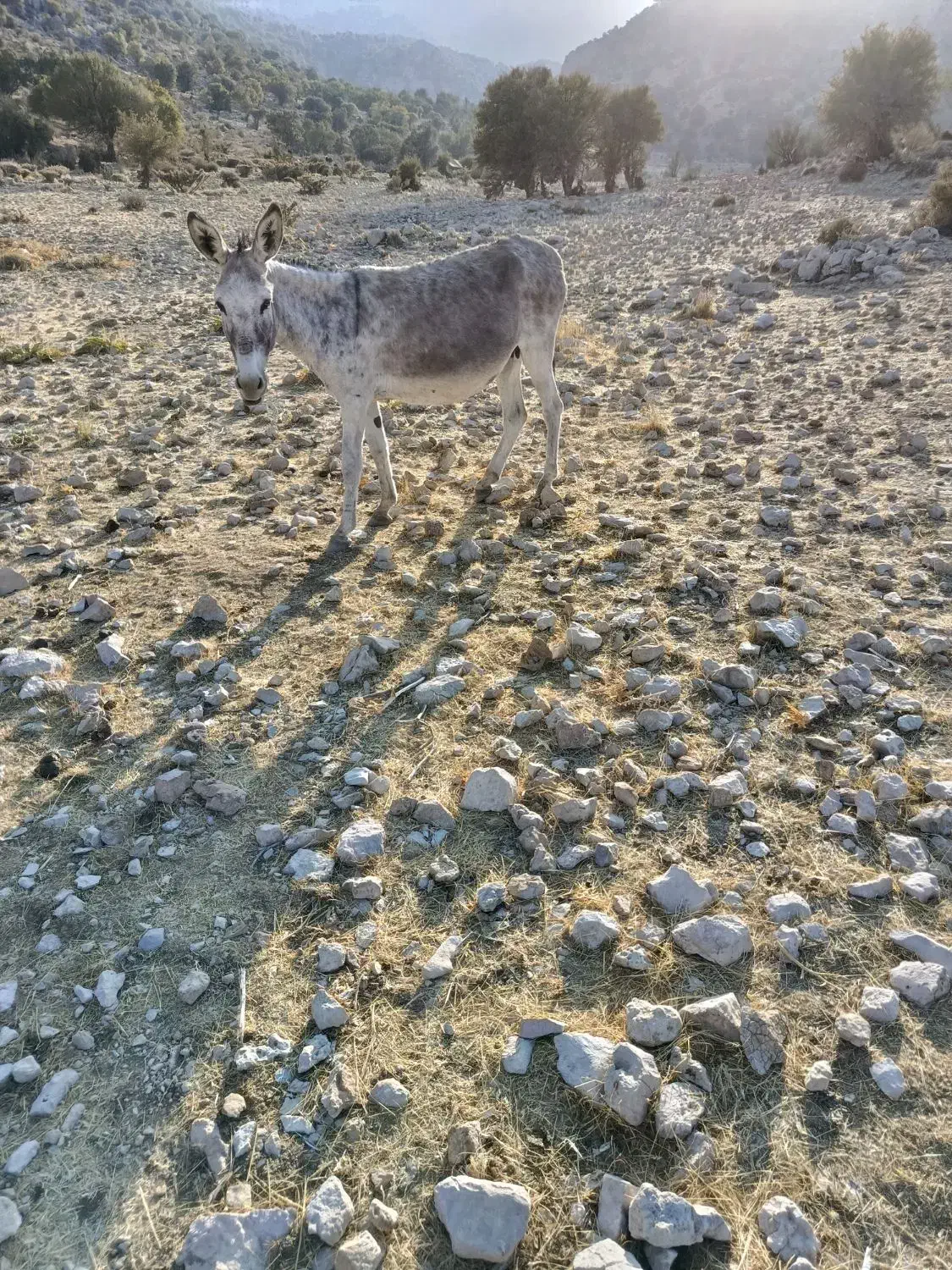 الاغ خر|حیوانات مزرعه|شیراز, کیان آباد|دیوار