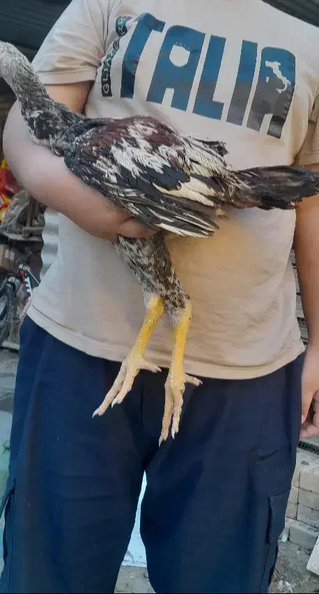 خروس لاری|حیوانات مزرعه|گنبد کاووس, |دیوار