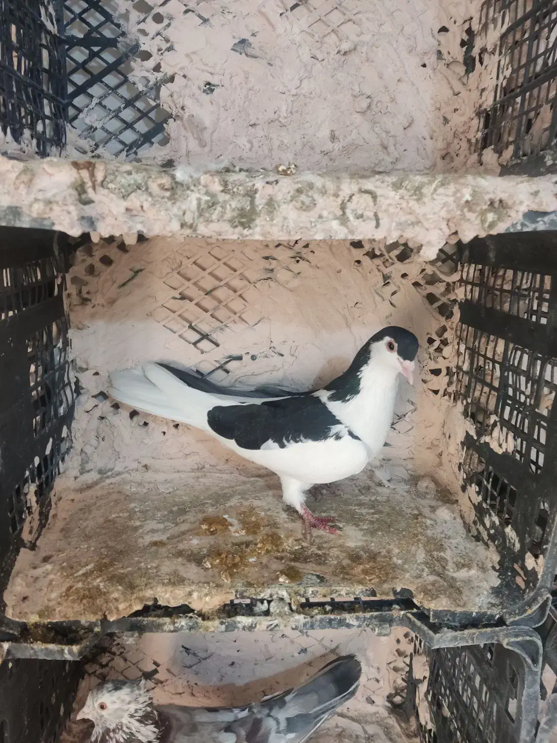 طوقی|پرنده|قم, سعادتی|دیوار