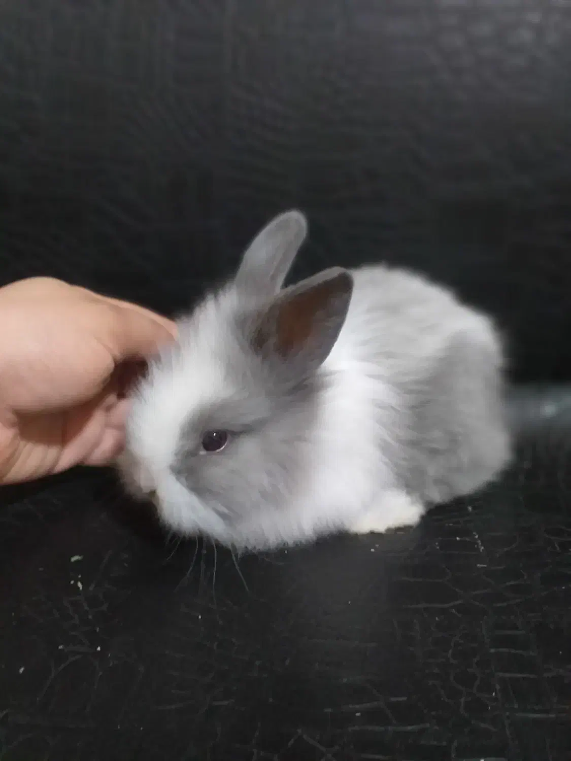 سرپرست مهربون و متعهد میخوام واسه بچه خرگوشام|موش و خرگوش|آبادان, |دیوار