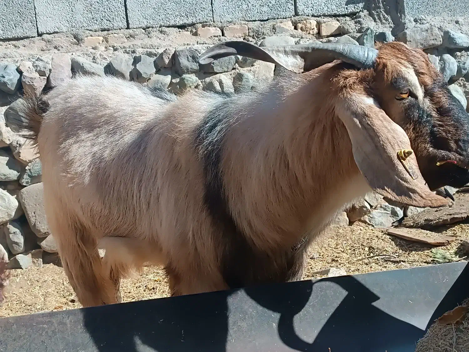 چپش گلابی|حیوانات مزرعه|رابر, |دیوار