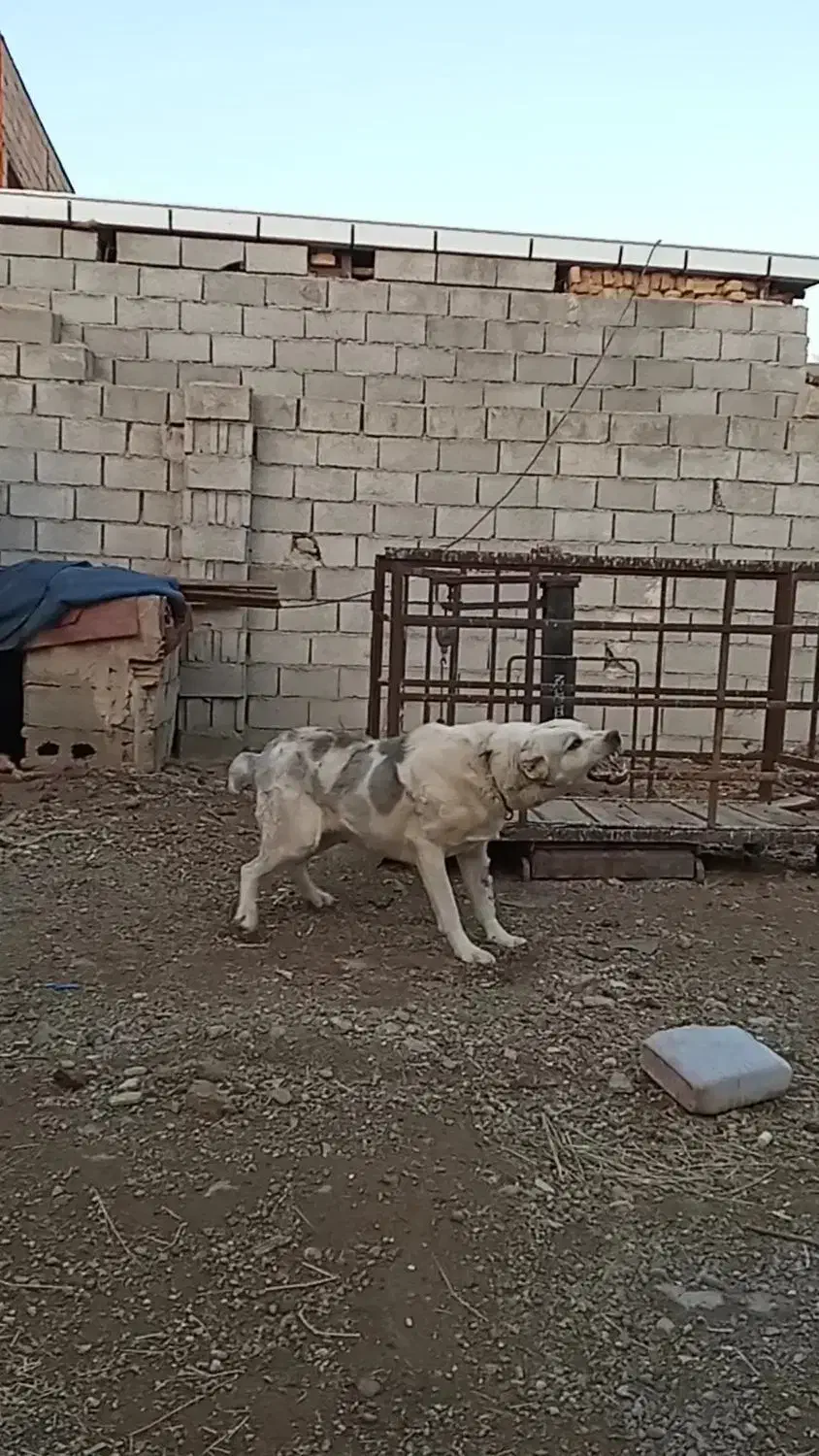 واگذاری سگ نگهبان|سگ|سیلوانه, |دیوار