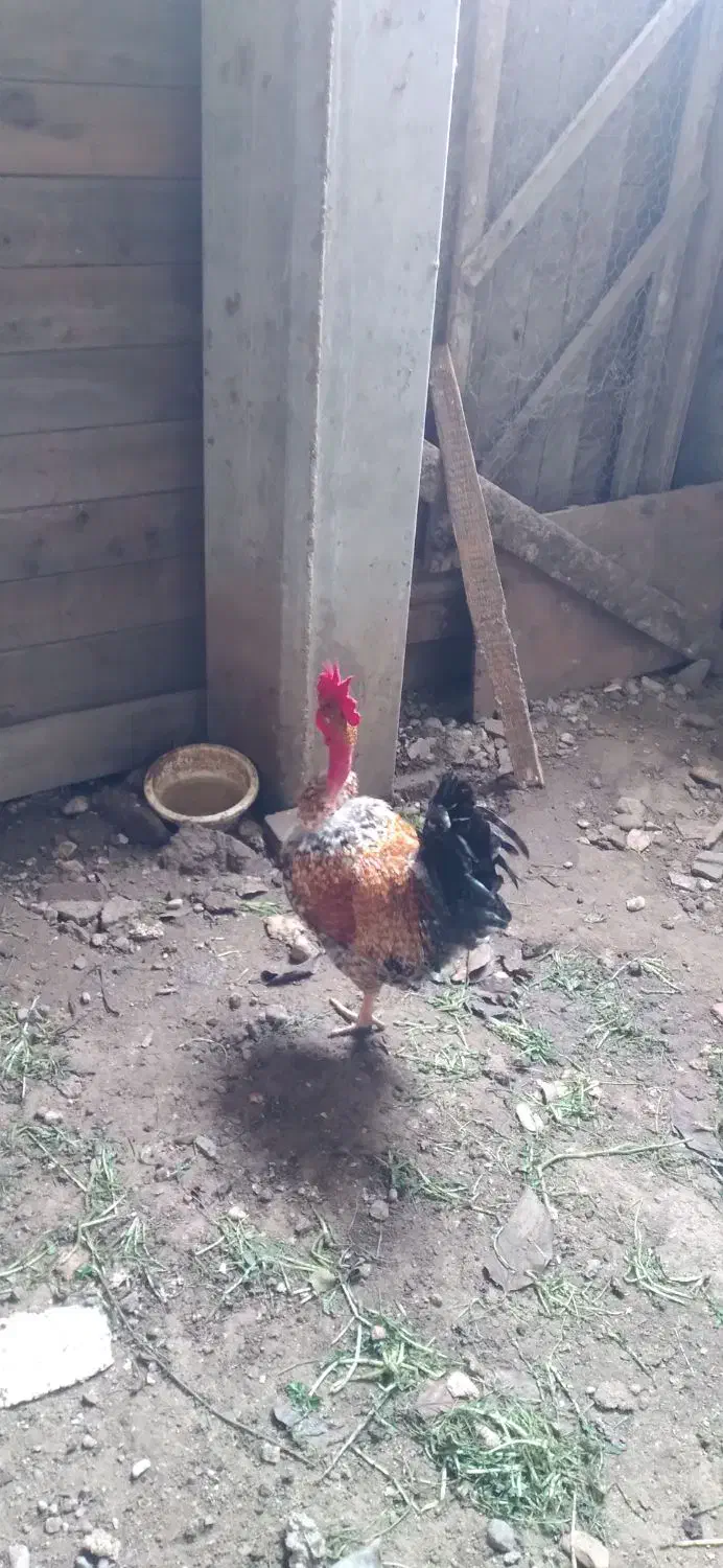 خروس گردن لختی|حیوانات مزرعه|نوشهر, |دیوار