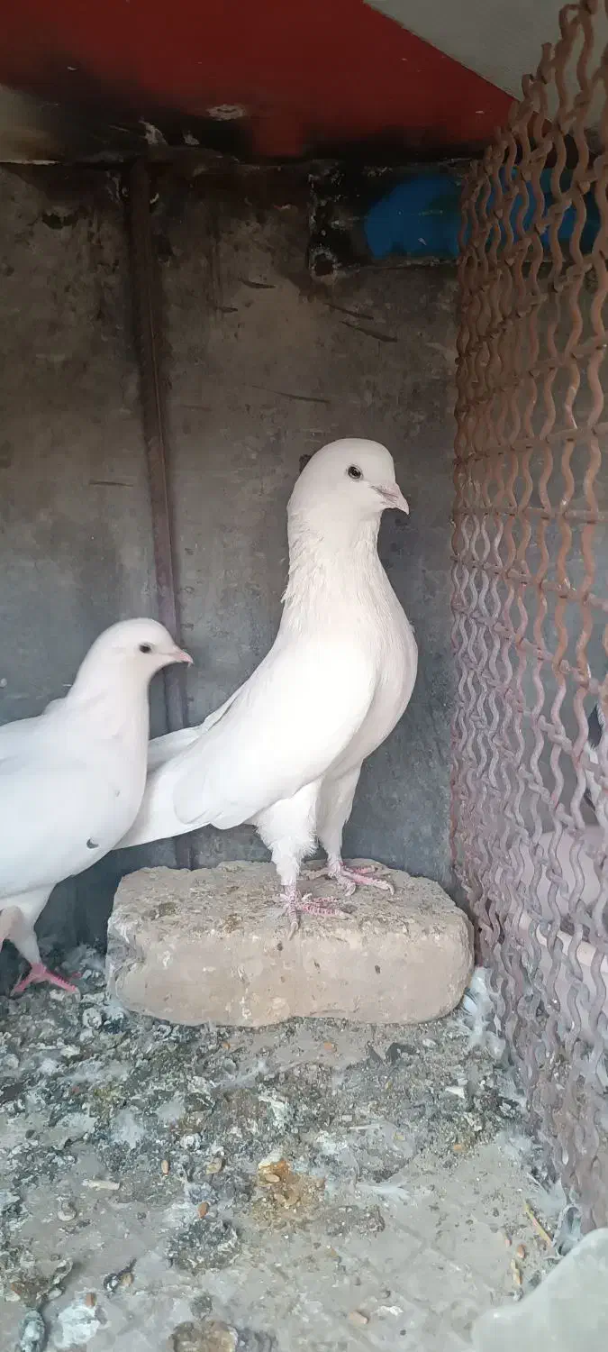 کبوتر پرشی تضمینی|پرنده|حاجی آباد, |دیوار