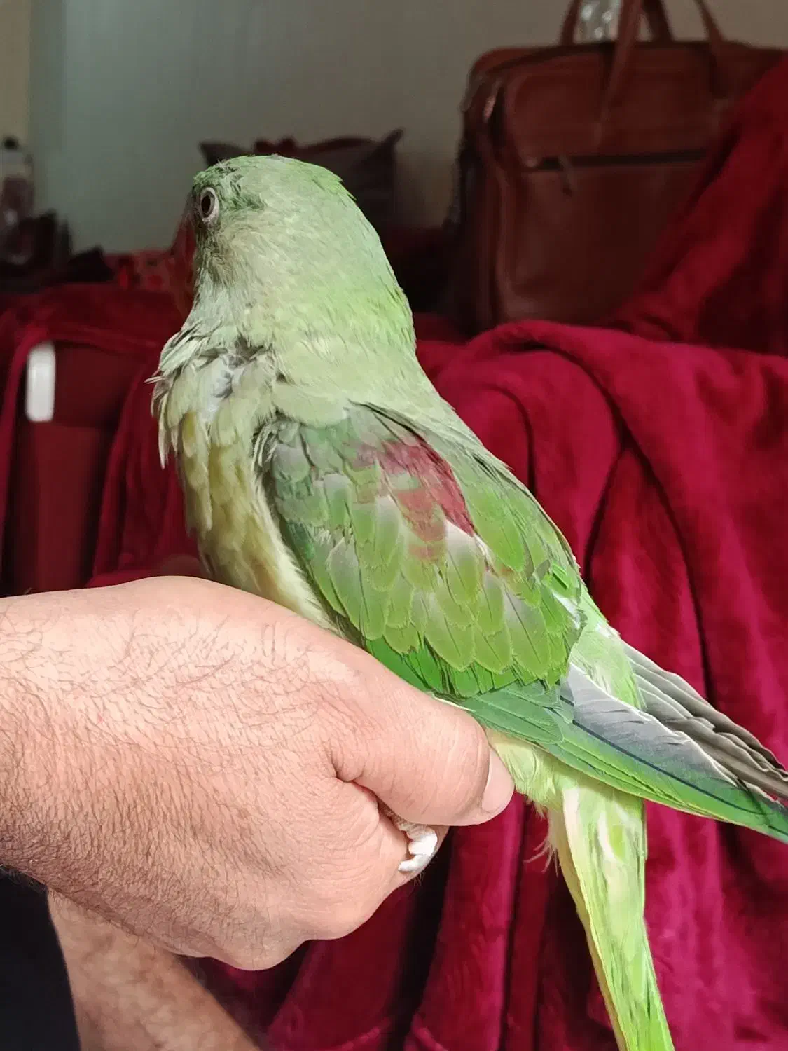 شاه طوطی|پرنده|سیرجان, |دیوار