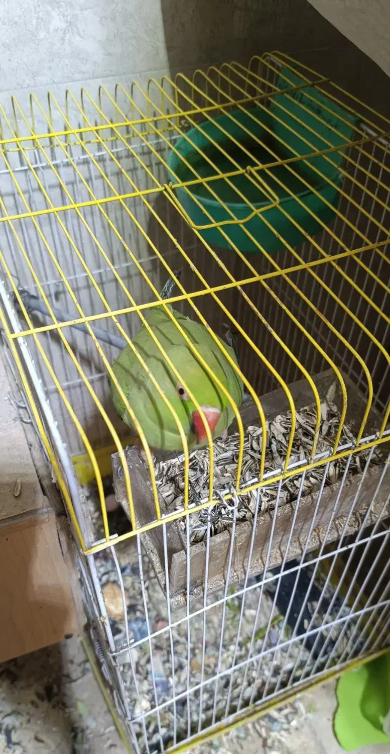 طوطی ماده|پرنده|زاهدان, |دیوار