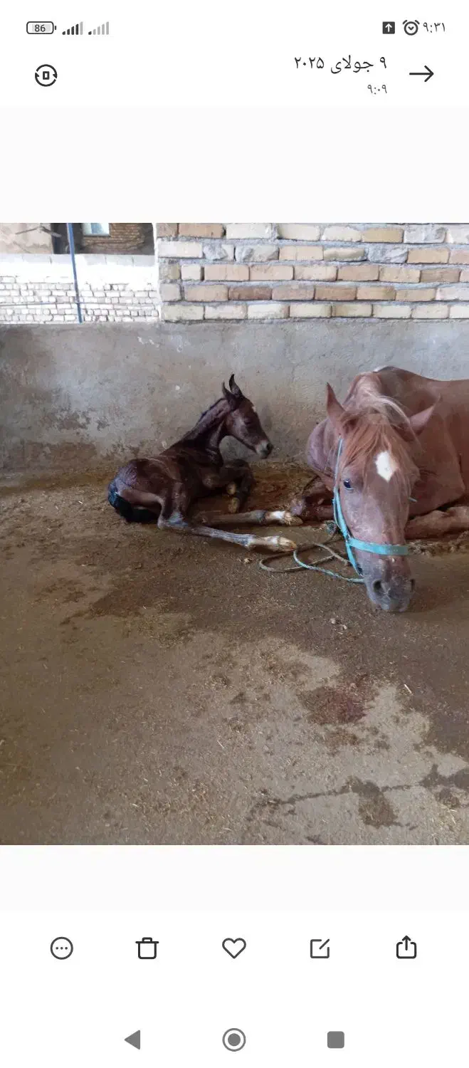 فروش مادیون با کره مادیان|اسب و تجهیزات اسبسواری|سیلاخور, |دیوار