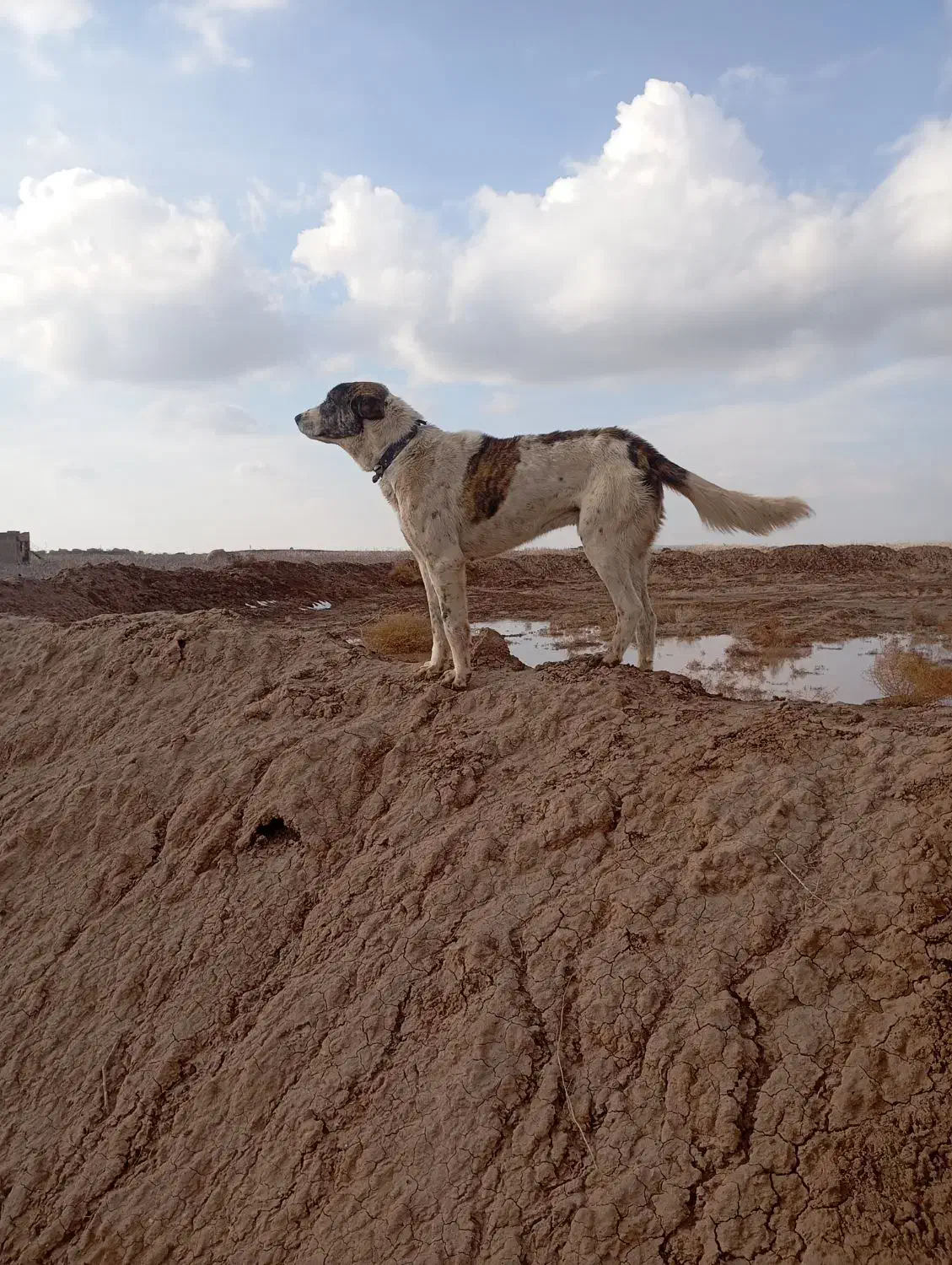 سگ گله|سگ|خوشاب, |دیوار