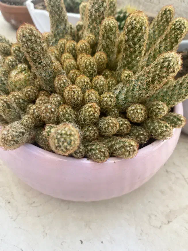 تعدادی کاکتوس|گل و گیاه طبیعی|زنجان, |دیوار