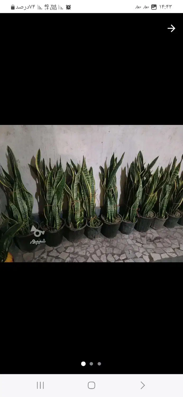 سانس لبه طلای حراج|گل و گیاه طبیعی|قائم‌شهر, |دیوار