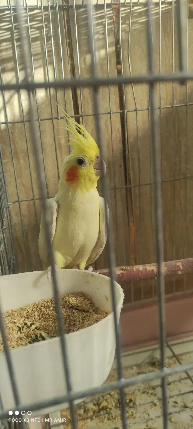 عروس هلندی نر بالغ|پرنده|لردگان, |دیوار