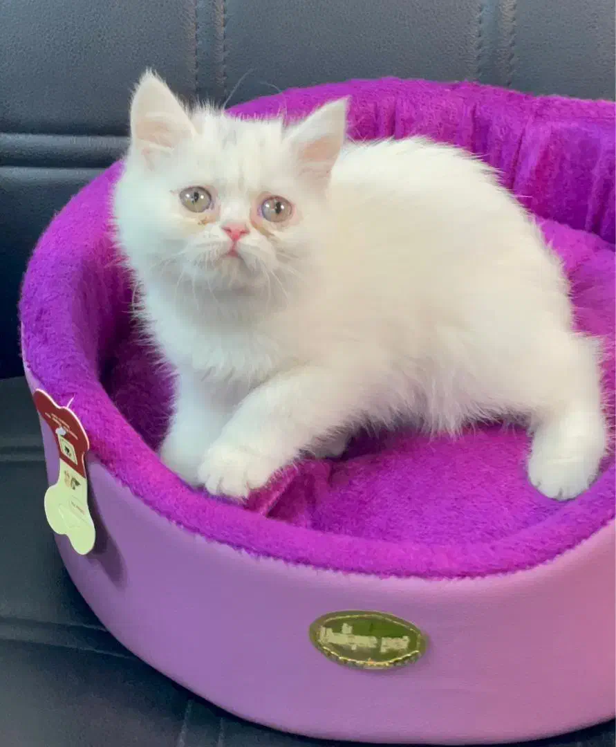 مجموعه گربه‌های تو دل بروی ایران کتز|گربه|کرمان, |دیوار