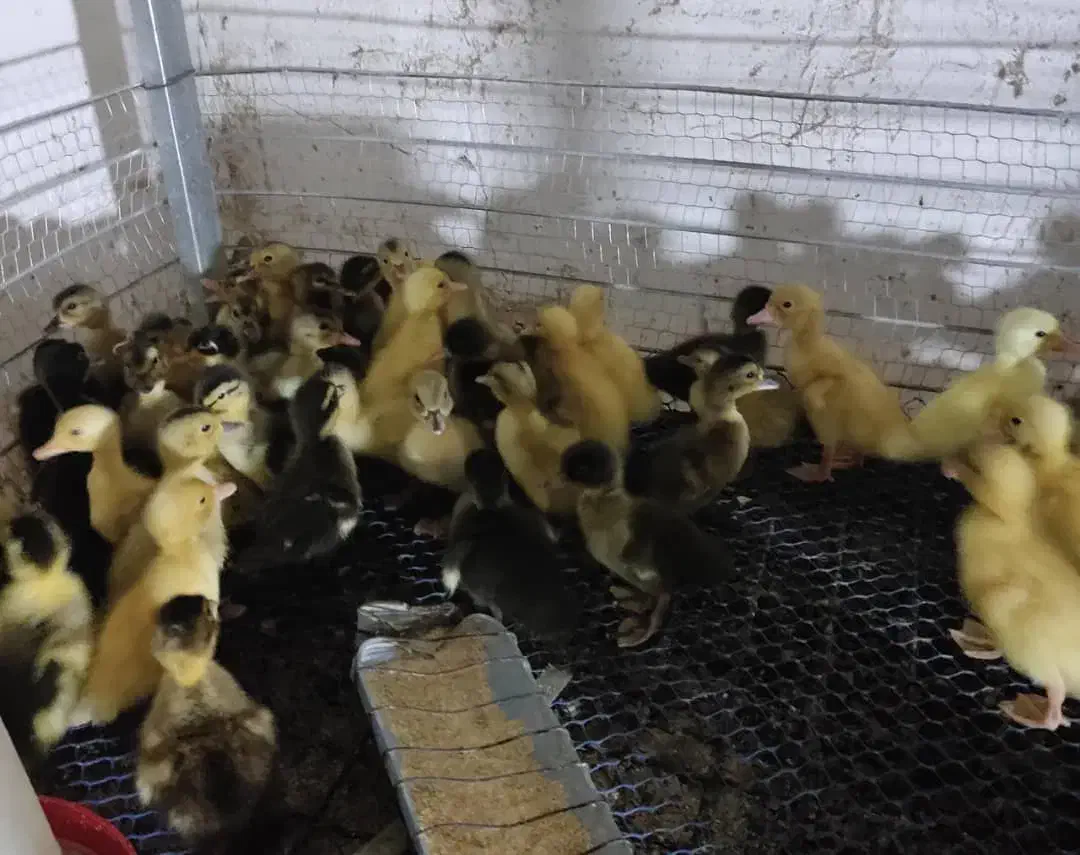 غازفروشی|حیوانات مزرعه|بهشهر, |دیوار