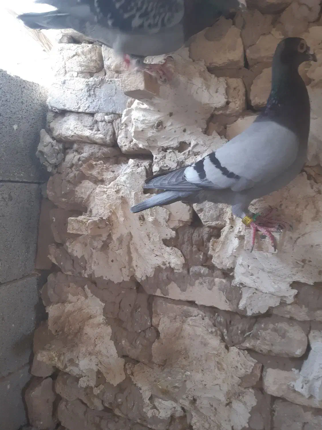 کبوتر|پرنده|طبس, |دیوار