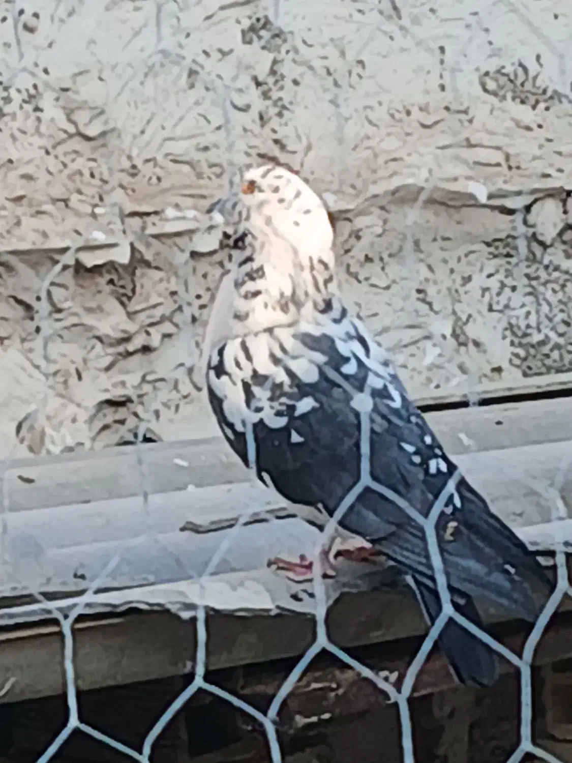 نر قاره|پرنده|هشتگرد, هشتگرد قدیم|دیوار