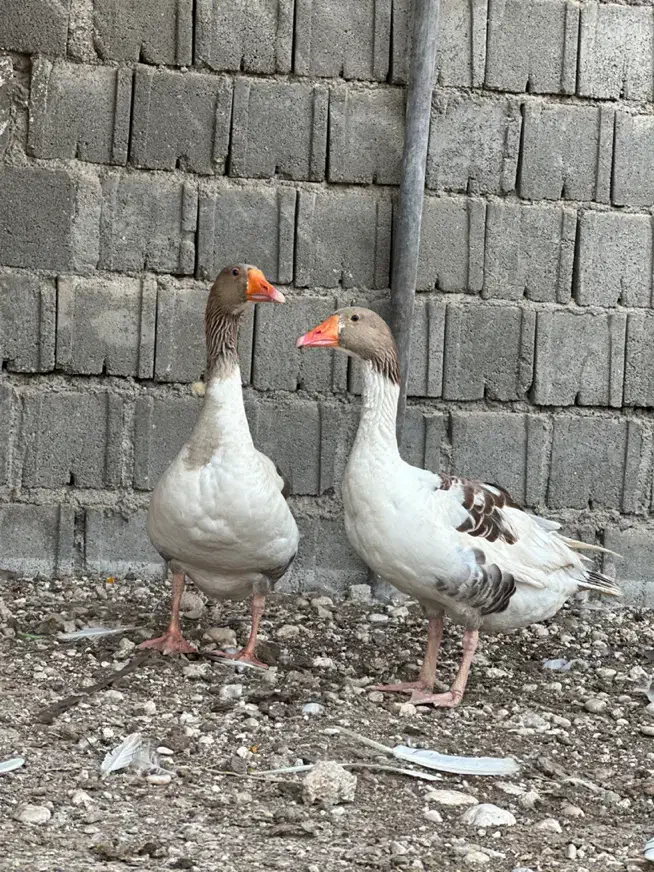 غاز|حیوانات مزرعه|جم, |دیوار