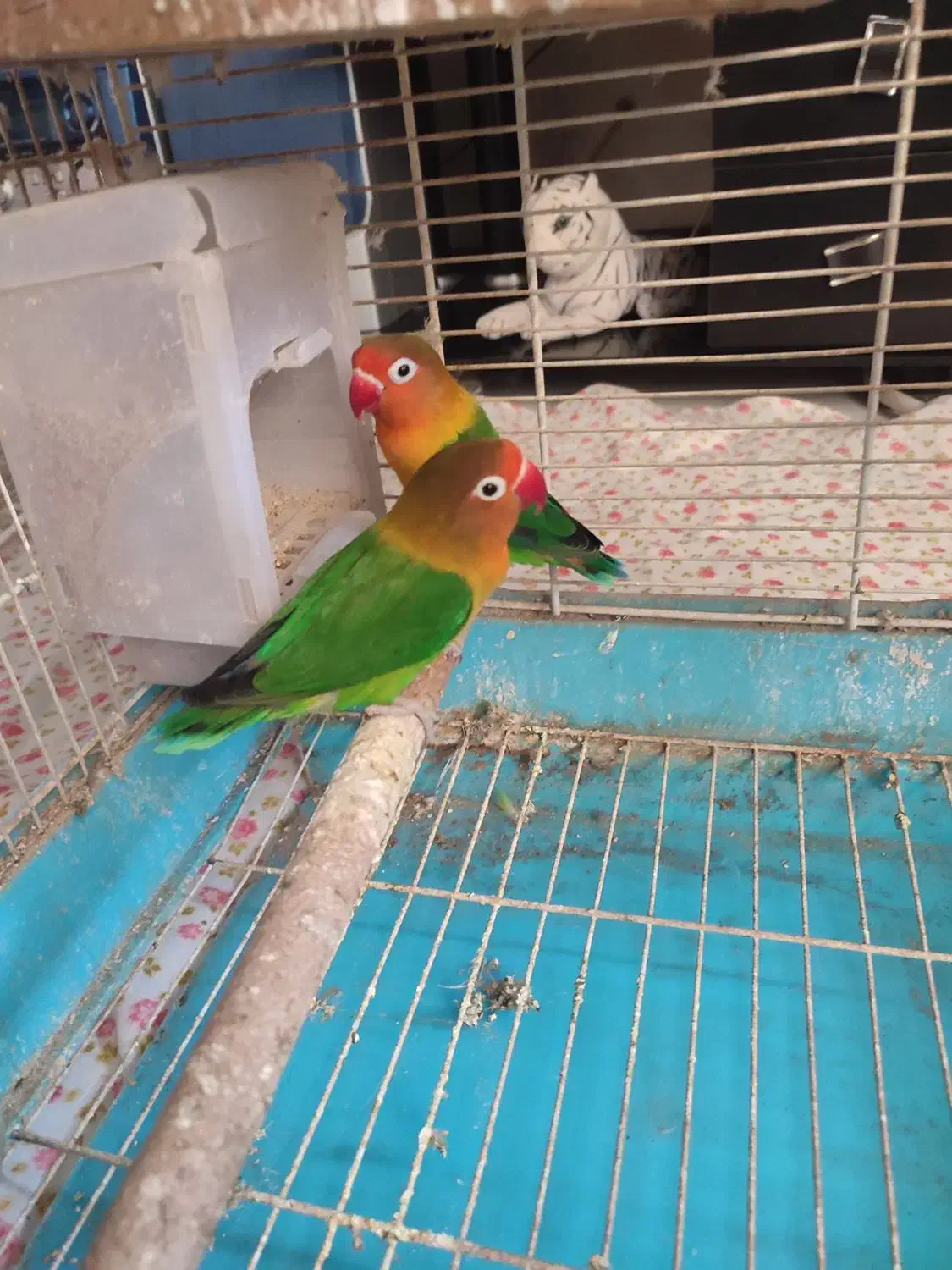 کوتوله مولد به شرط تخم جوجه|پرنده|اصفهان, سپاهان‌شهر|دیوار